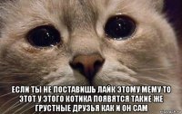  если ты не поставишь лайк этому мему то этот у этого котика появятся такие же грустные друзья как и он сам