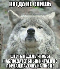 когда не спишь шесть недель чтобы наблюдательный китаец не порвал паутину на пизде