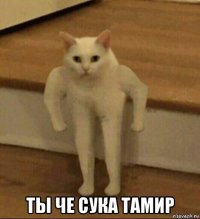  ты че сука тамир