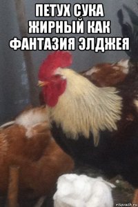 петух сука жирный как фантазия элджея 