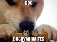 dog dogovarivaites