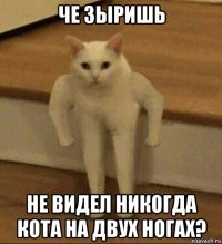 че зыришь не видел никогда кота на двух ногах?