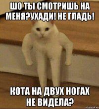 шо ты смотришь на меня?ухади! не гладь! кота на двух ногах не видела?