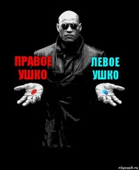 Правое ушко Левое
ушко 