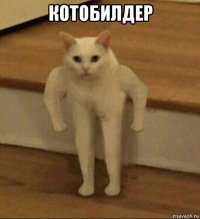 котобилдер 