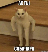 ах ты собачара