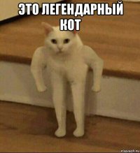 это легендарный кот 