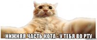  нижняя часть кота - у тебя во рту