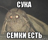 сука семки есть