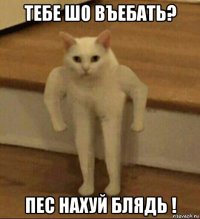 тебе шо въебать? пес нахуй блядь !