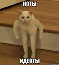 коты идеоты