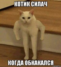 котик силач когда обкакался