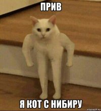 прив я кот с нибиру