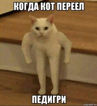 когда кот переел педигри