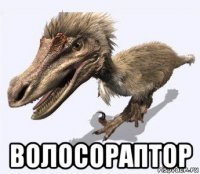  волосораптор