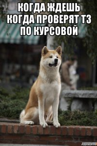 когда ждешь когда проверят тз по курсовой 