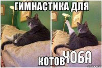 гимнастика для котов