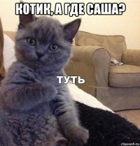 котик, а где саша? 