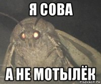 я сова а не мотылёк