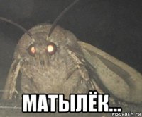  матылёк...