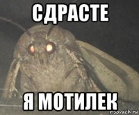 сдрасте я мотилек