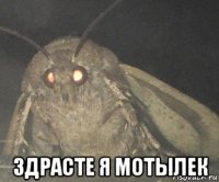  здрасте я мотылек