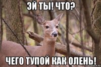 эй ты! что? чего тупой как олень!