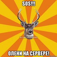 sos!!! олени на сервере!