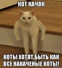 кот качок коты хотят быть как все накаченые коты!