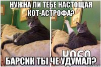 нужна ли тебе настощая кот-астрофа? барсик ты че удумал?