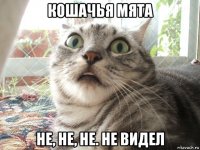 кошачья мята не, не, не. не видел