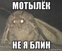 мотылёк не я блин