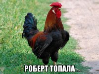  роберт топала