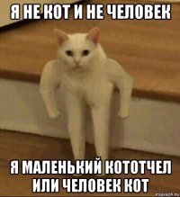 я не кот и не человек я маленький кототчел или человек кот