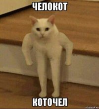 челокот коточел