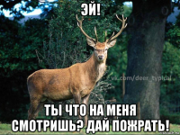 эй! ты что на меня смотришь? дай пожрать!