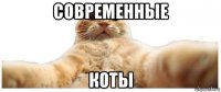 современные коты