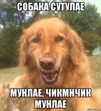 собака сутулае мунлае, чикмнчик мунлае