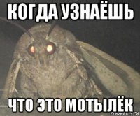 когда узнаёшь что это мотылёк