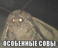  особенные совы