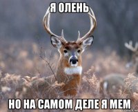 я олень но на самом деле я мем