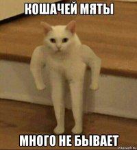 кошачей мяты много не бывает