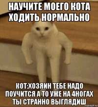 научите моего кота ходить нормально кот:хозяин тебе надо поучится а то уже на 4ногах ты странно выглядиш