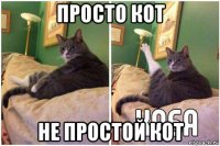 просто кот не простой кот