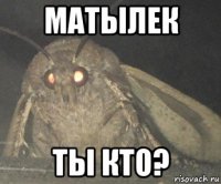 матылек ты кто?