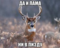 да и лама ни в пизду