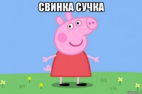 свинка сучка 