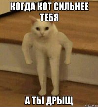 когда кот сильнее тебя а ты дрыщ