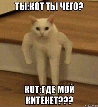 ты:кот ты чего? кот:где мой китекет???