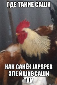 где такие саши как санёк japsper зле йшие саши там